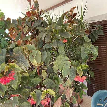 A Casa Da Maria Дом отдыха *